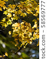 Photo of Beautiful and bright autumnal trees. Autumn colors.  58569777