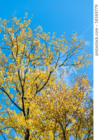 Photo of Beautiful and bright autumnal trees. Autumn colors.  58569779