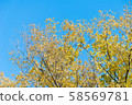 Photo of Beautiful and bright autumnal trees. Autumn colors.  58569781