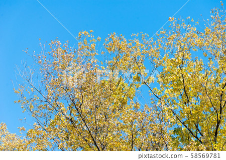 Photo of Beautiful and bright autumnal trees. Autumn colors.  58569781