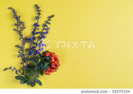 wild flowers and a orange Pyracantha berries wild flowers and a orange Pyracantha berries 58570104