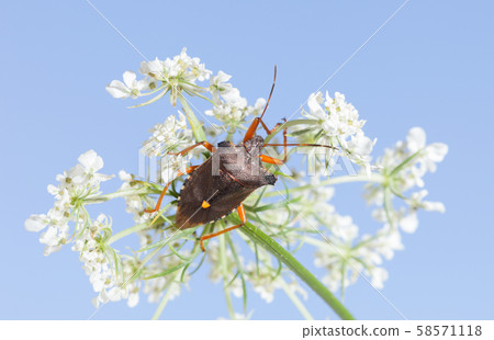 Red-legged shieldbug on bird's nest flower 58571118