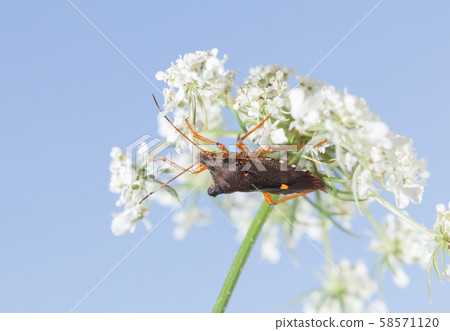 Side view of red-legged shield-bug 58571120