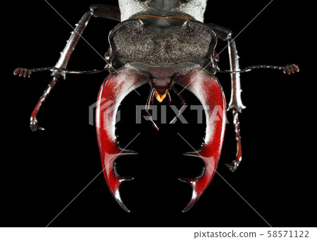 Stag Beetle Head 58571122