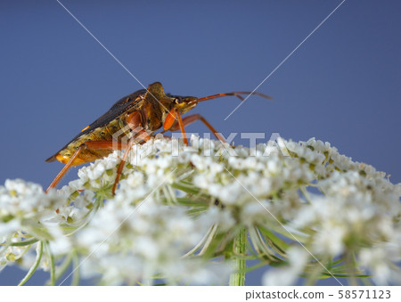 Macro of red-legged shield-bug 58571123