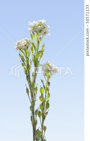 Meadow wild flowers Meadow wild flowers 58571133