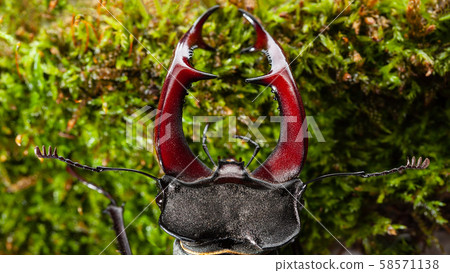 Stage Beetle head and giant mandibles Stage Beetle head and giant mandibles 58571138