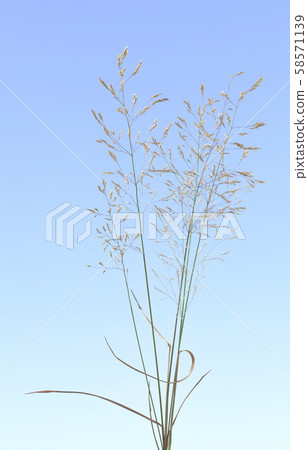 Wild cereal grass bunch Wild cereal grass bunch 58571139