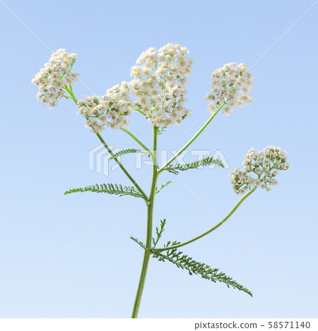 Milfoil inflorescence flower head 58571140