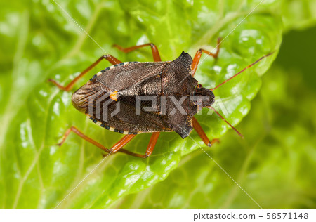 Top view of red-legged shield-bug on lettuce leaf Top view of red-legged shield-bug on lettuce leaf 58571148