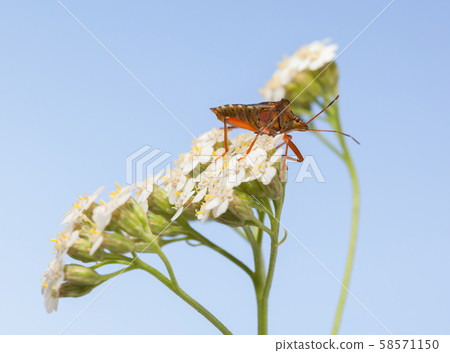 Forest bug on white milfoil inflorescence 58571150
