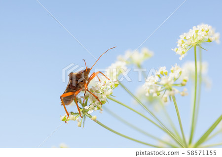 Macro of shield-bug on flower 58571155