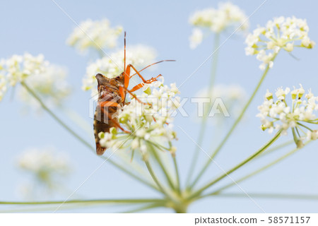 Red-legged shieldbug in white inflorescence 58571157