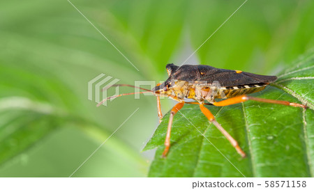 Red-legged shieldbug in forest 58571158