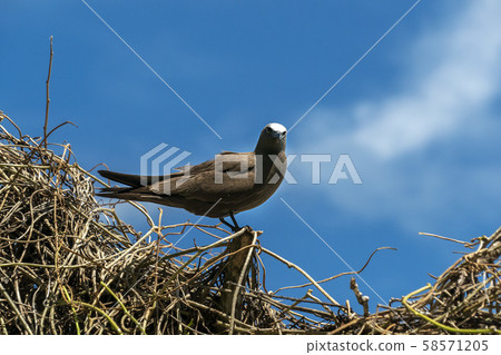 brown noddy bird cousin island seychelles brown noddy bird cousin island seychelles 58571205