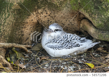 newborn tropical shearwater bird cousin island 58571206