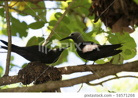 brown noddy bird cousin island seychelles brown noddy bird cousin island seychelles 58571208