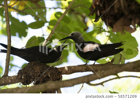 brown noddy bird cousin island seychelles brown noddy bird cousin island seychelles 58571209