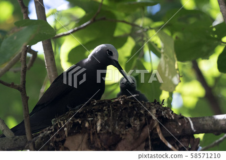 brown noddy bird cousin island seychelles brown noddy bird cousin island seychelles 58571210