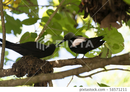brown noddy bird cousin island seychelles brown noddy bird cousin island seychelles 58571211