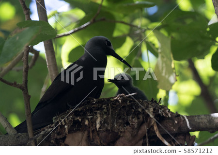 brown noddy bird cousin island seychelles brown noddy bird cousin island seychelles 58571212