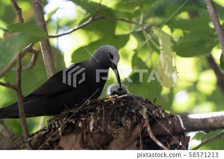 brown noddy bird cousin island seychelles brown noddy bird cousin island seychelles 58571213