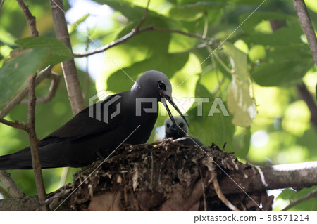 brown noddy bird cousin island seychelles brown noddy bird cousin island seychelles 58571214