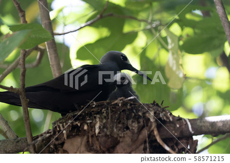 brown noddy bird cousin island seychelles brown noddy bird cousin island seychelles 58571215
