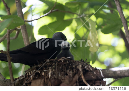 brown noddy bird cousin island seychelles brown noddy bird cousin island seychelles 58571216
