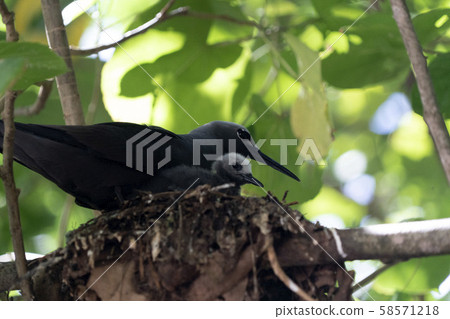 brown noddy bird cousin island seychelles brown noddy bird cousin island seychelles 58571218