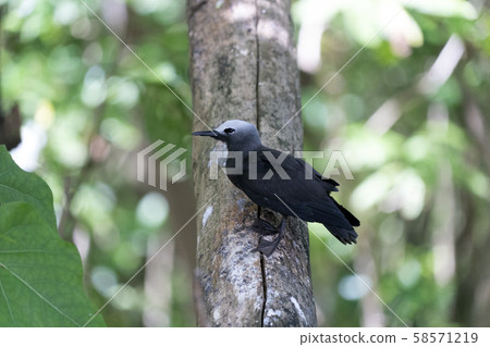 brown noddy bird cousin island seychelles brown noddy bird cousin island seychelles 58571219