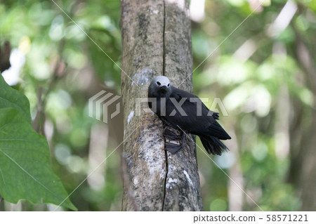 brown noddy bird cousin island seychelles brown noddy bird cousin island seychelles 58571221