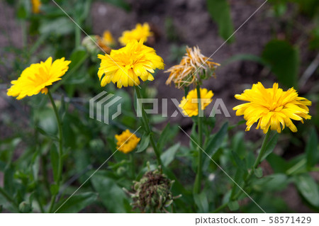 Calendula blooming in the garden. Yellow flowers Calendula blooming in the garden. Yellow flowers 58571429