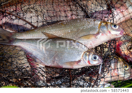 Two freshwater white bream or silver bream on 58571443