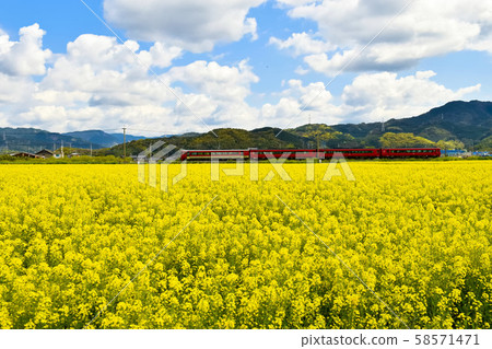魚fu一號和油菜田 魚fu一號和油菜田 58571471