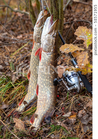 Freshwater pike fish. Two freshwater pike fish on 58571955