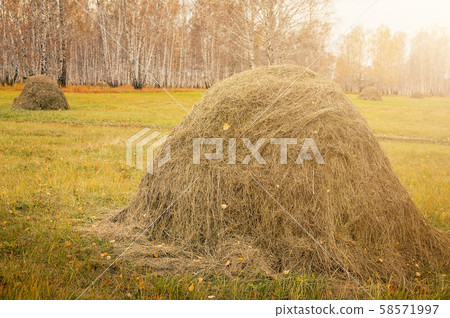 Haystack on a background autumn forest. Food wild 58571997