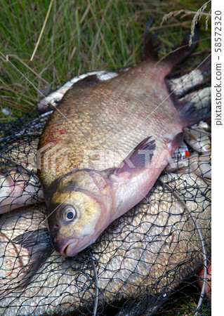 Successful fishing -  big freshwater bream fish on 58572320