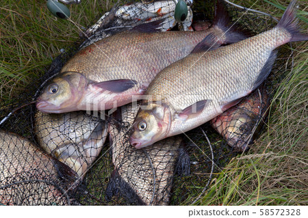 Successful fishing -  two freshwater bream fish 58572328