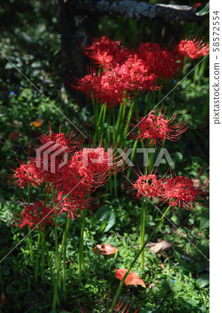 念珠和太陽 58572554