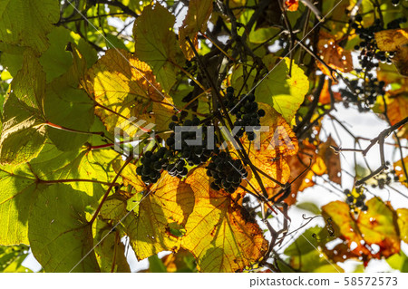 Mountain grapes 58572573