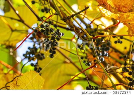 Mountain grapes 58572574