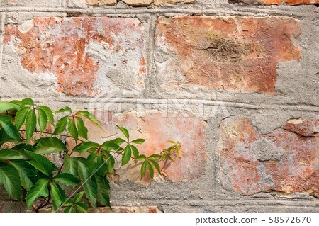 Garden wild grapes with autumn leaves on a brick Garden wild grapes with autumn leaves on a brick 58572670