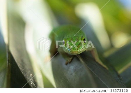 gold dust gecko licking a leaf 58573136