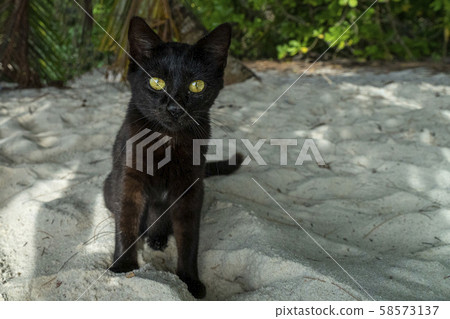 black cat yellow eyes on the sandy beach 58573137