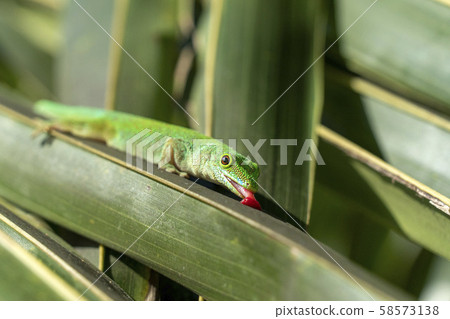 gold dust gecko licking a leaf 58573138