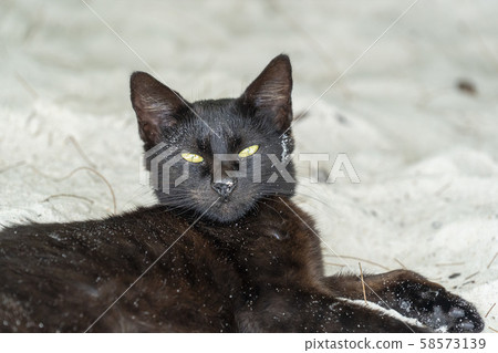 black cat yellow eyes on the sandy beach 58573139