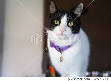 Hideya cat 58573711