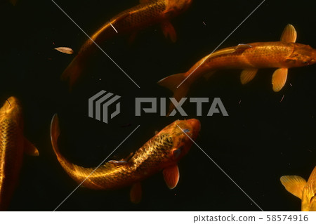 鯉魚 鯉魚 58574916