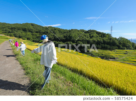 Rice terraces in Inagura 58575424